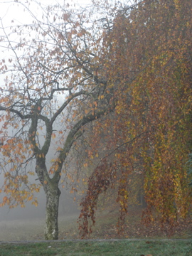 couleurs d'automne dans le brouillard.