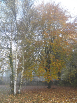 Liebfrauenberg : arbre d'automne